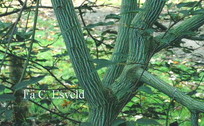 Acer davidii 'Serpentine'