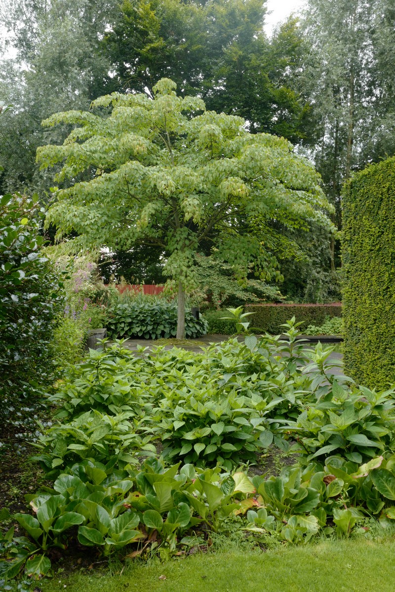 Acer davidii