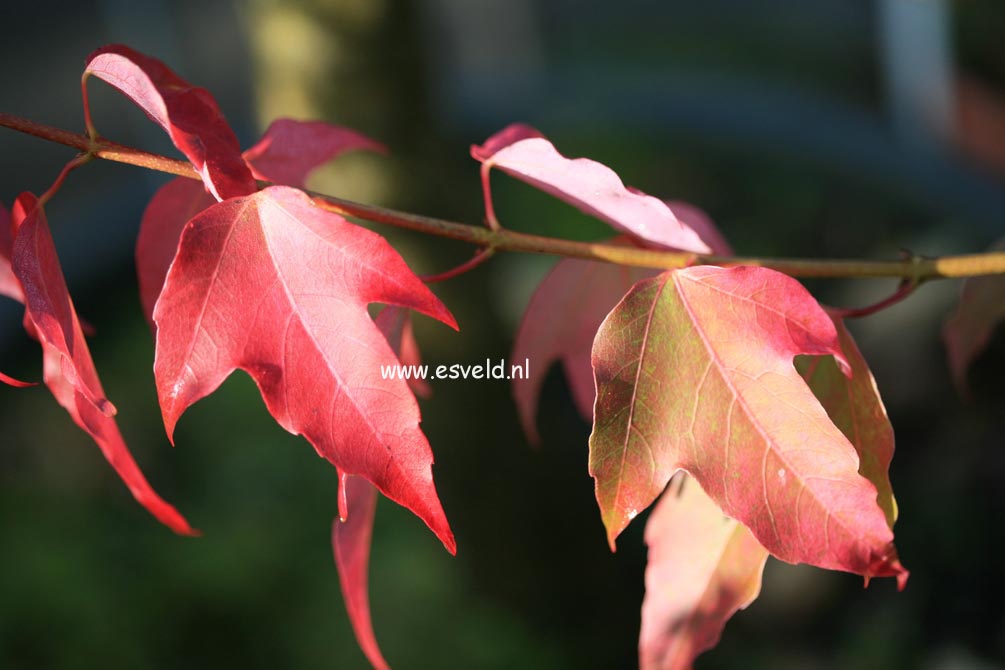 Acer discolor