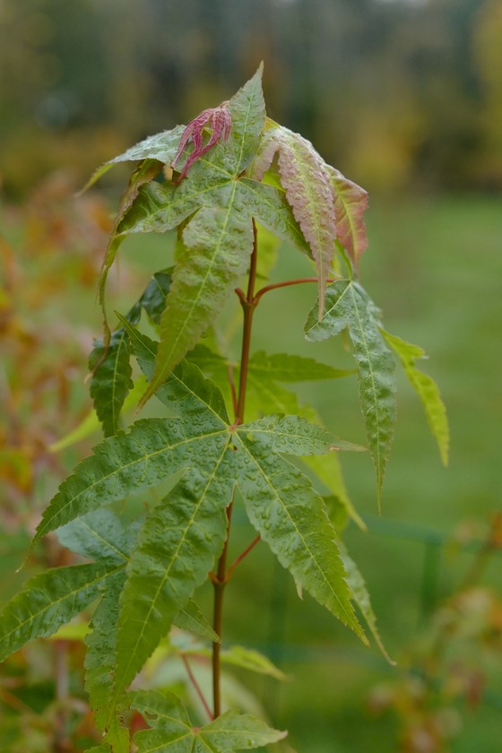 Acer elegantulum