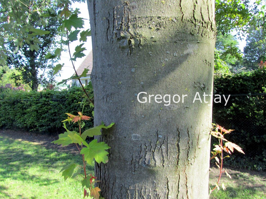 Acer freemanii 'Elegant'