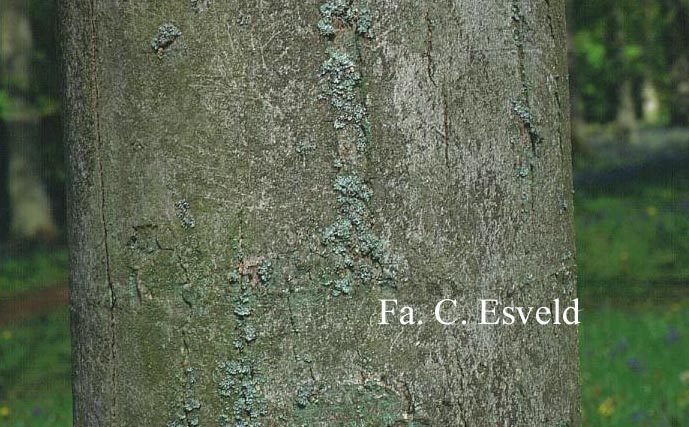 Acer heldreichii ssp. trautvetteri