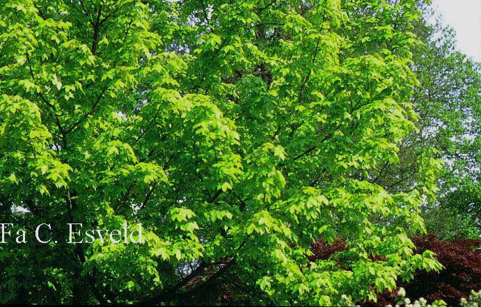 Acer hillieri 'Summergold'