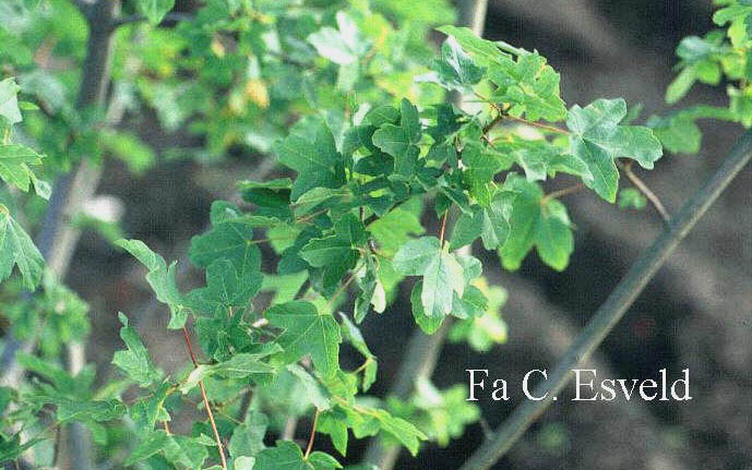 Acer hyrcanum ssp. intermedium