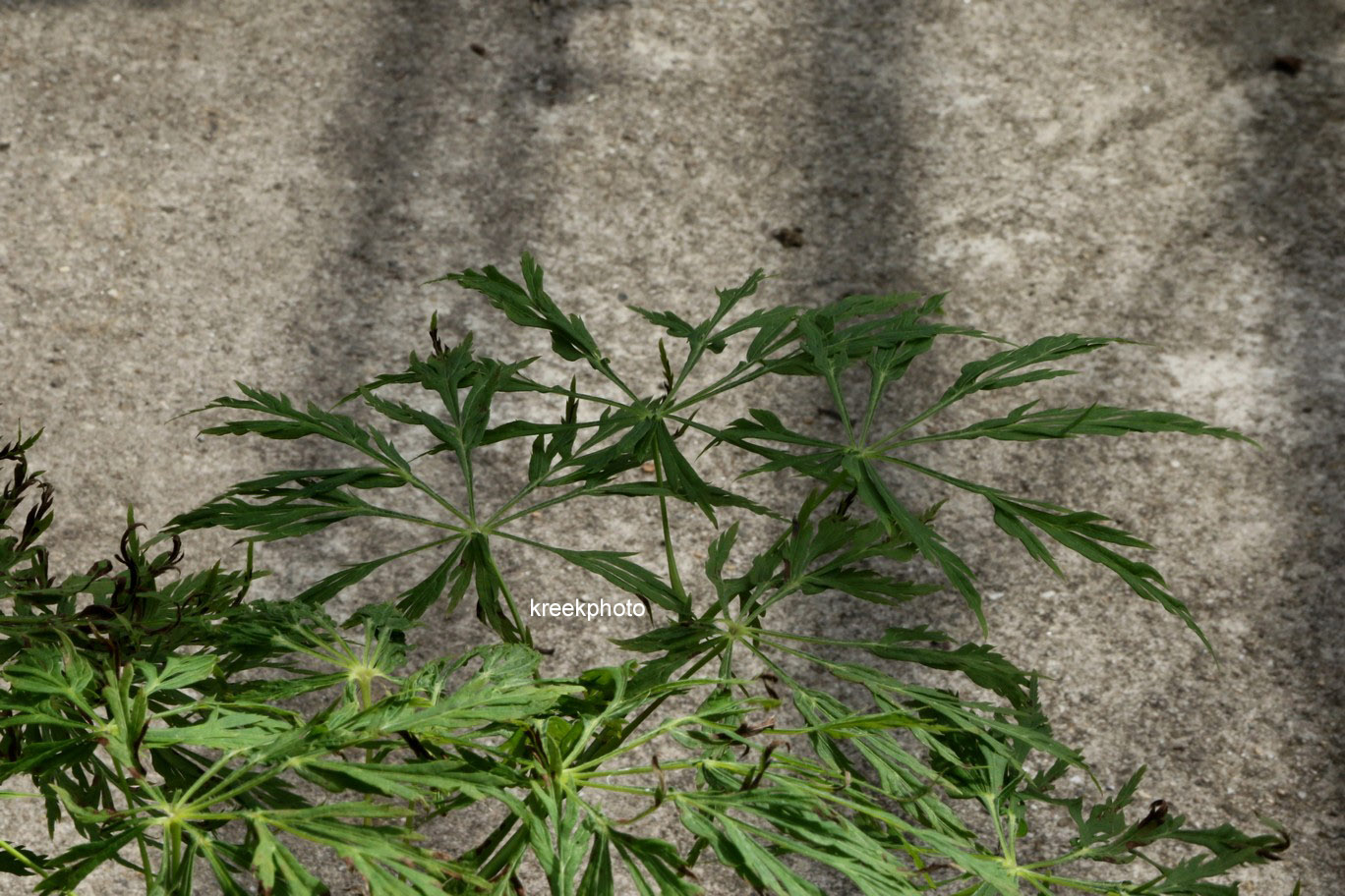 Acer japonicum 'Ao-jutan'