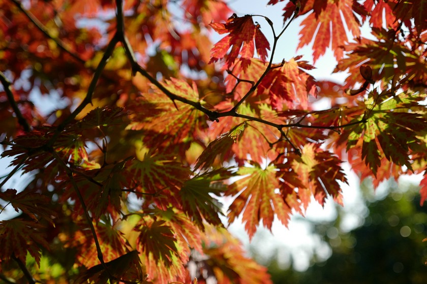 Acer japonicum 'Attaryi'