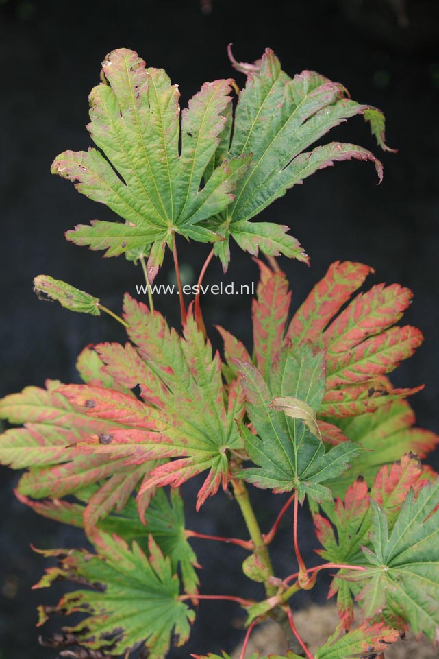 Acer japonicum 'Elmswood's'