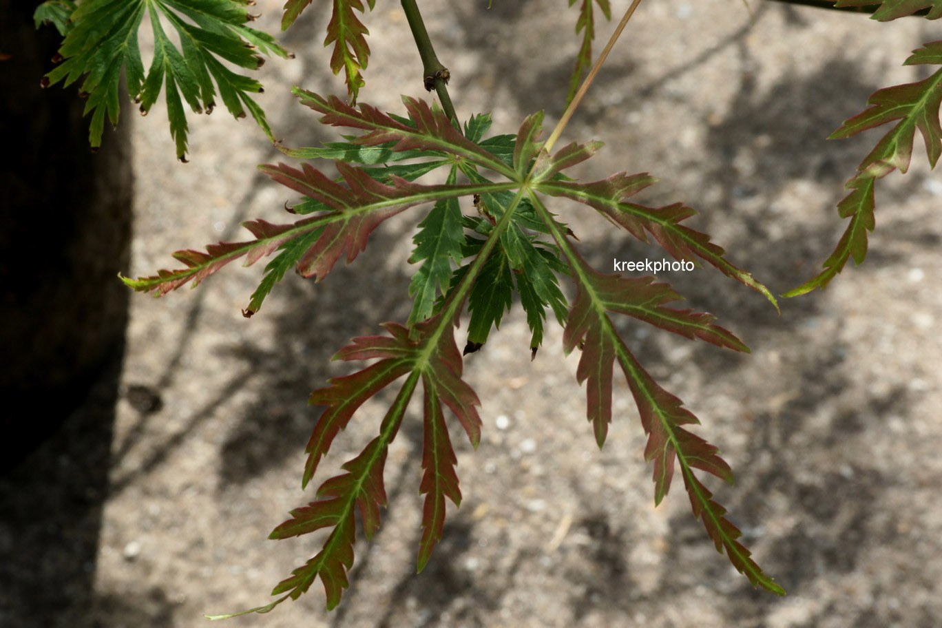 Acer japonicum 'Kujaku-bato'