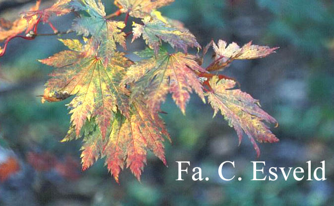 Acer japonicum 'Ō-isami'