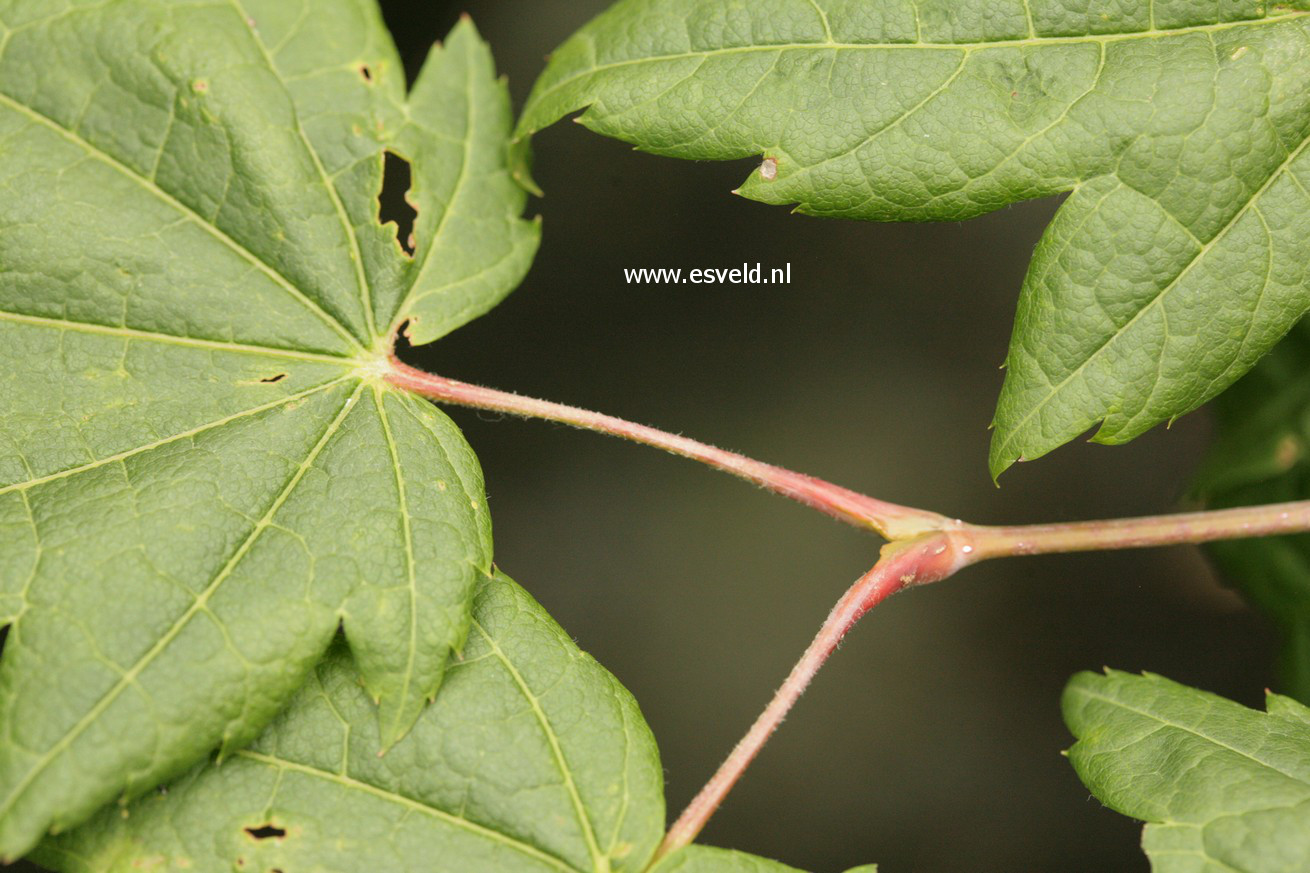 Acer japonicum 'Ōgi-no-sen'