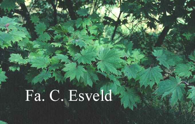 Acer japonicum 'Ōtaki'