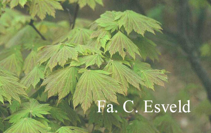 Acer japonicum 'Taki no gawa'