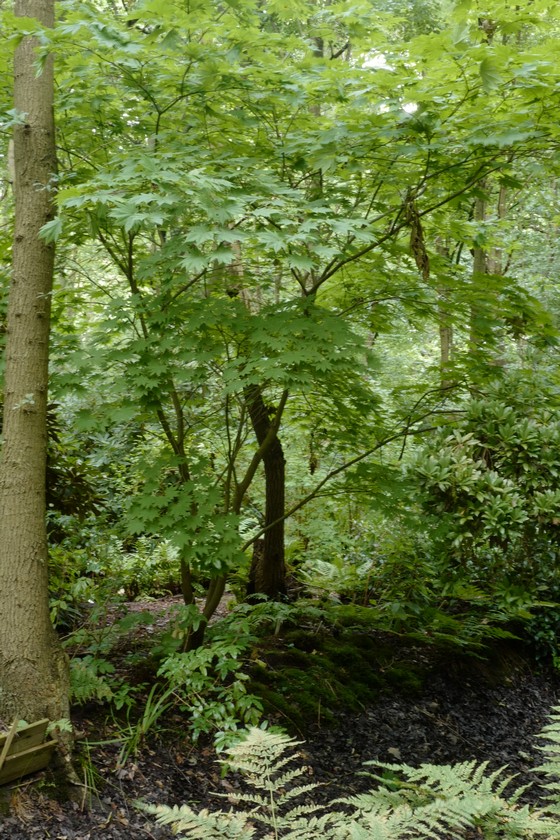 Acer japonicum 'Vitifolium'