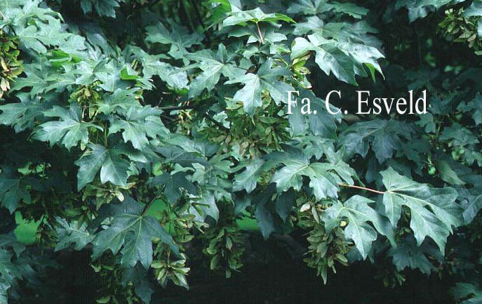 Acer macrophyllum