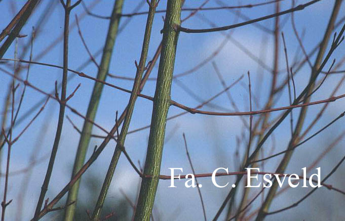 Acer micranthum 'Candelabrum'