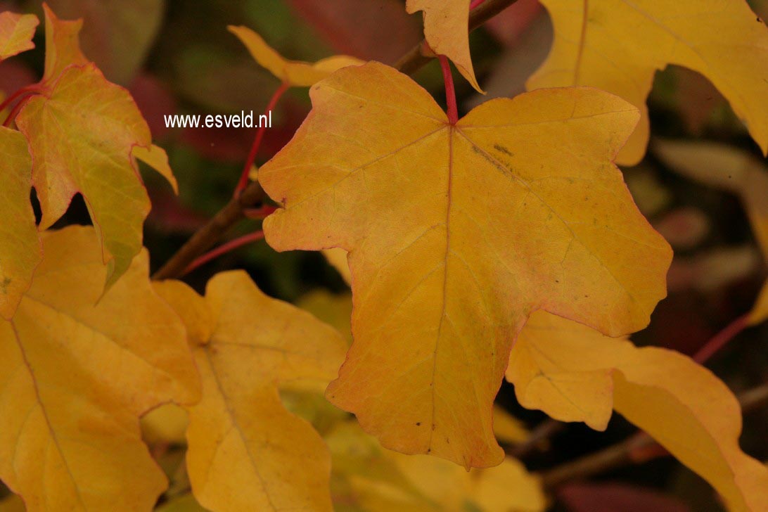 Acer miyabei miaotaiense