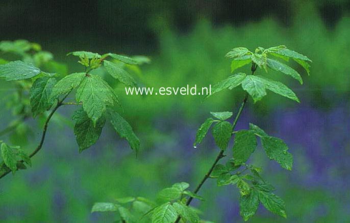 Acer negundo 'Dr. Herskalt'