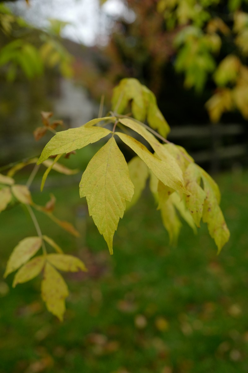 Acer negundo 'Kelly's Gold'