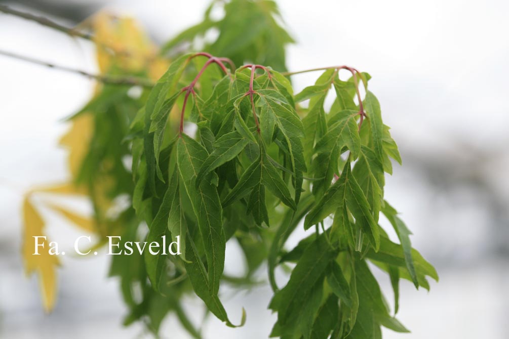 Acer negundo 'Tadeusz Szymanowski'