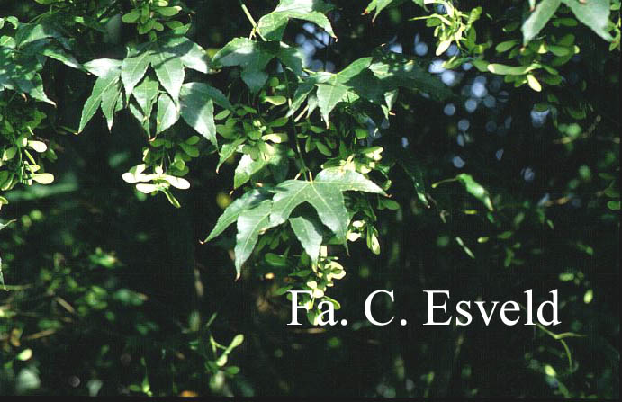 Acer oliverianum
