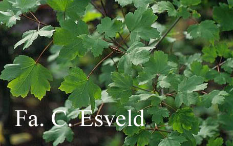 Acer opalus ssp. hispanicum