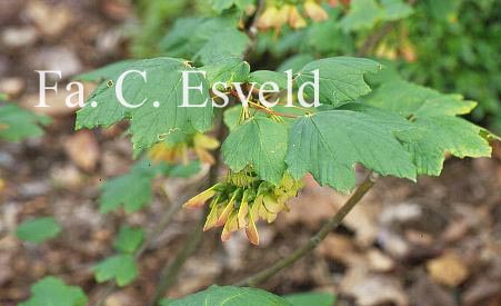 Acer opalus ssp. obtusatum