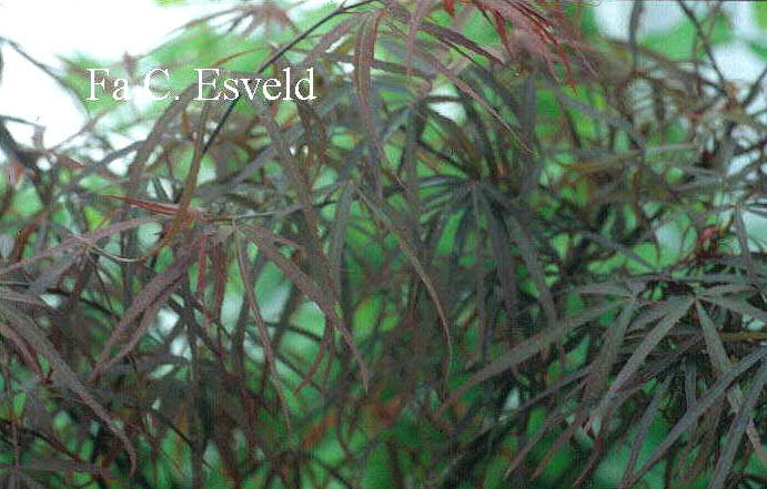 Acer palmatum 'Aka-shichigosan'