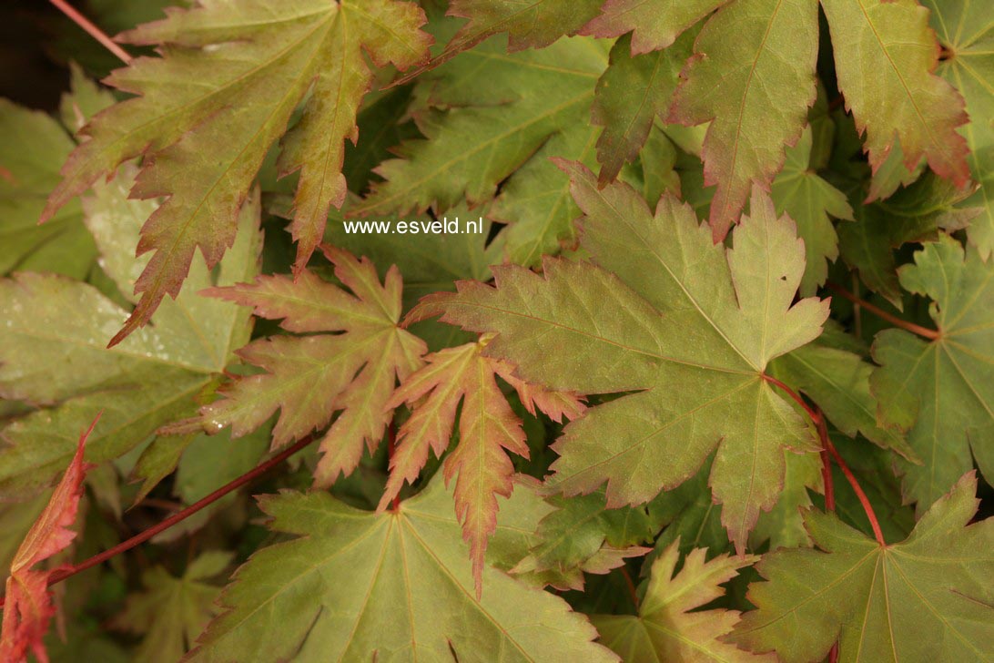 Acer palmatum 'Annick'