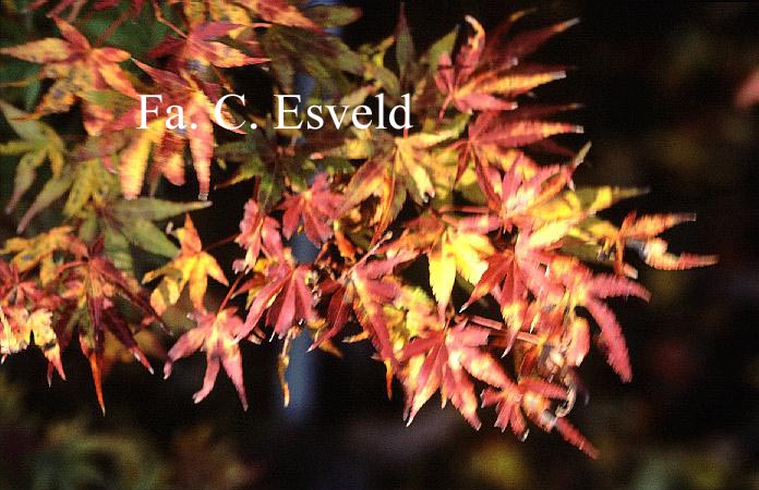 Acer palmatum 'Ao-ba-nishiki'