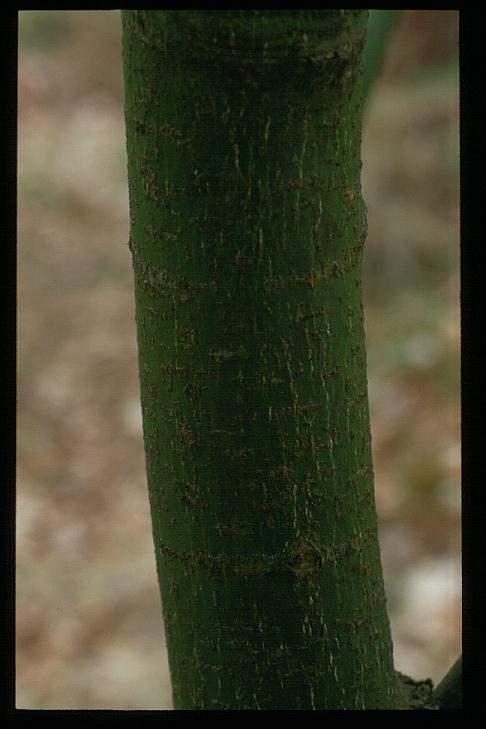 Acer palmatum 'Ao-yagi'