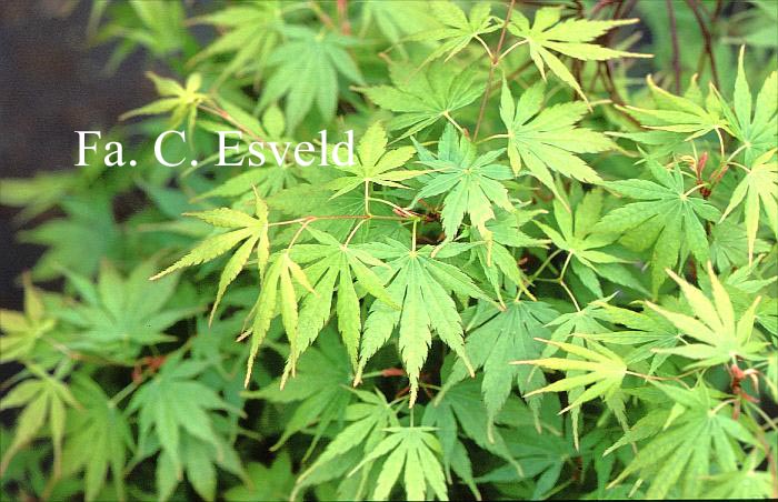 Acer palmatum 'Arakawa-ukon'