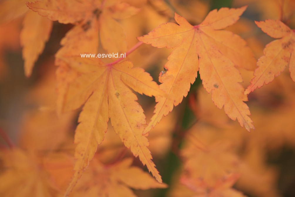 Acer palmatum 'Arashi-yama'