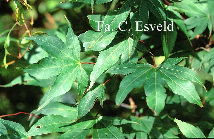 Acer palmatum 'Atsugama'