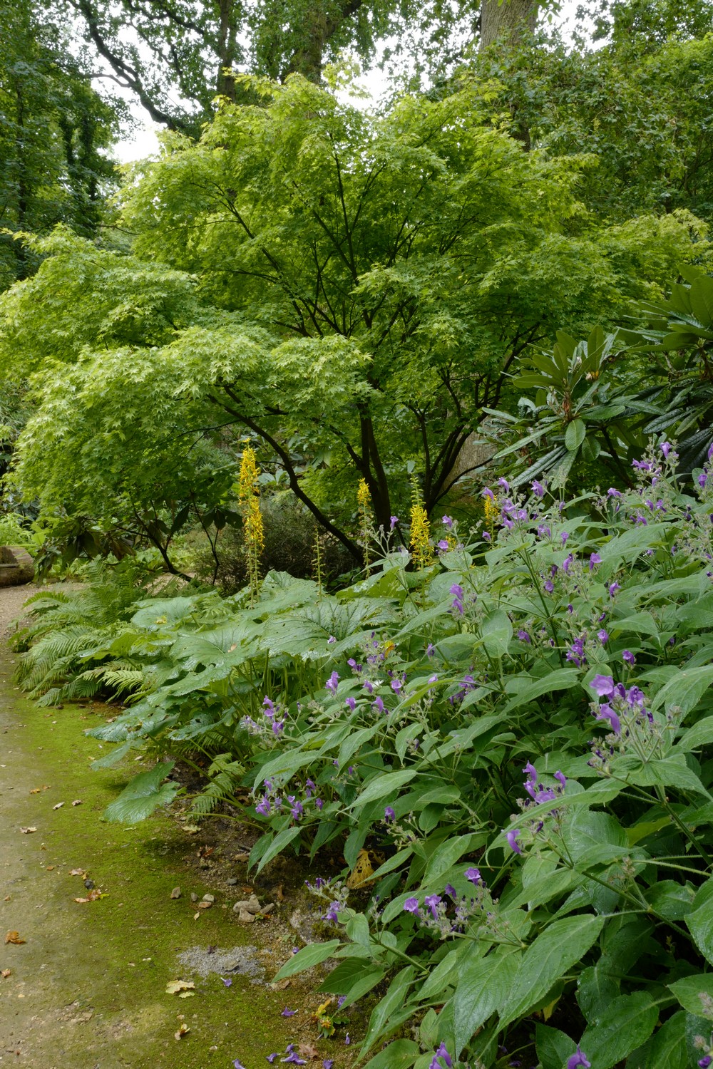 Acer palmatum 'Aureum'