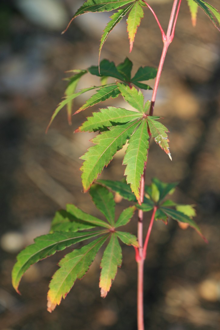 Acer palmatum 'Autumn Showers'