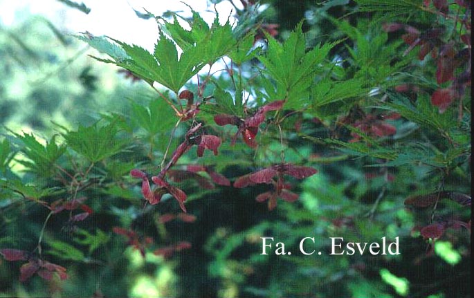Acer palmatum 'Azuma-murasaki'