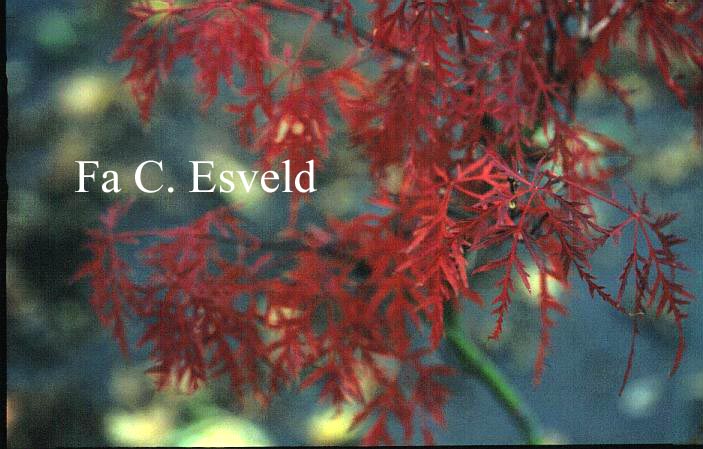 Acer palmatum 'Baldsmith'