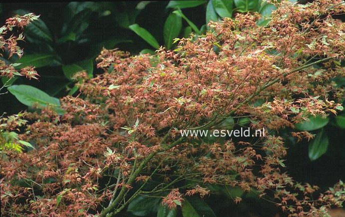 Acer palmatum 'Banda-hime'