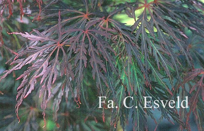 Acer palmatum 'Barrie Bergman'