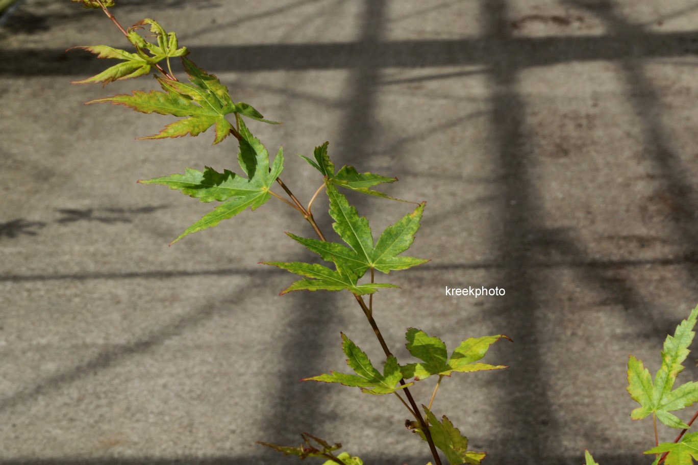 Acer palmatum 'Baton Rouge'