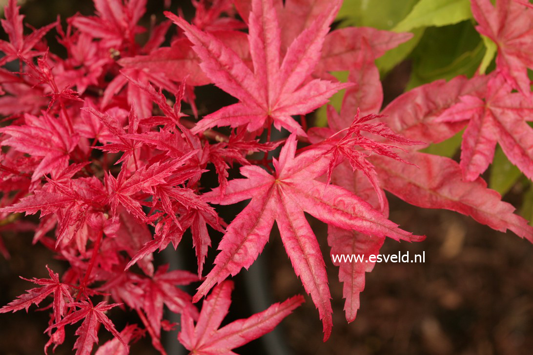 Acer palmatum 'Beni K. Sport'