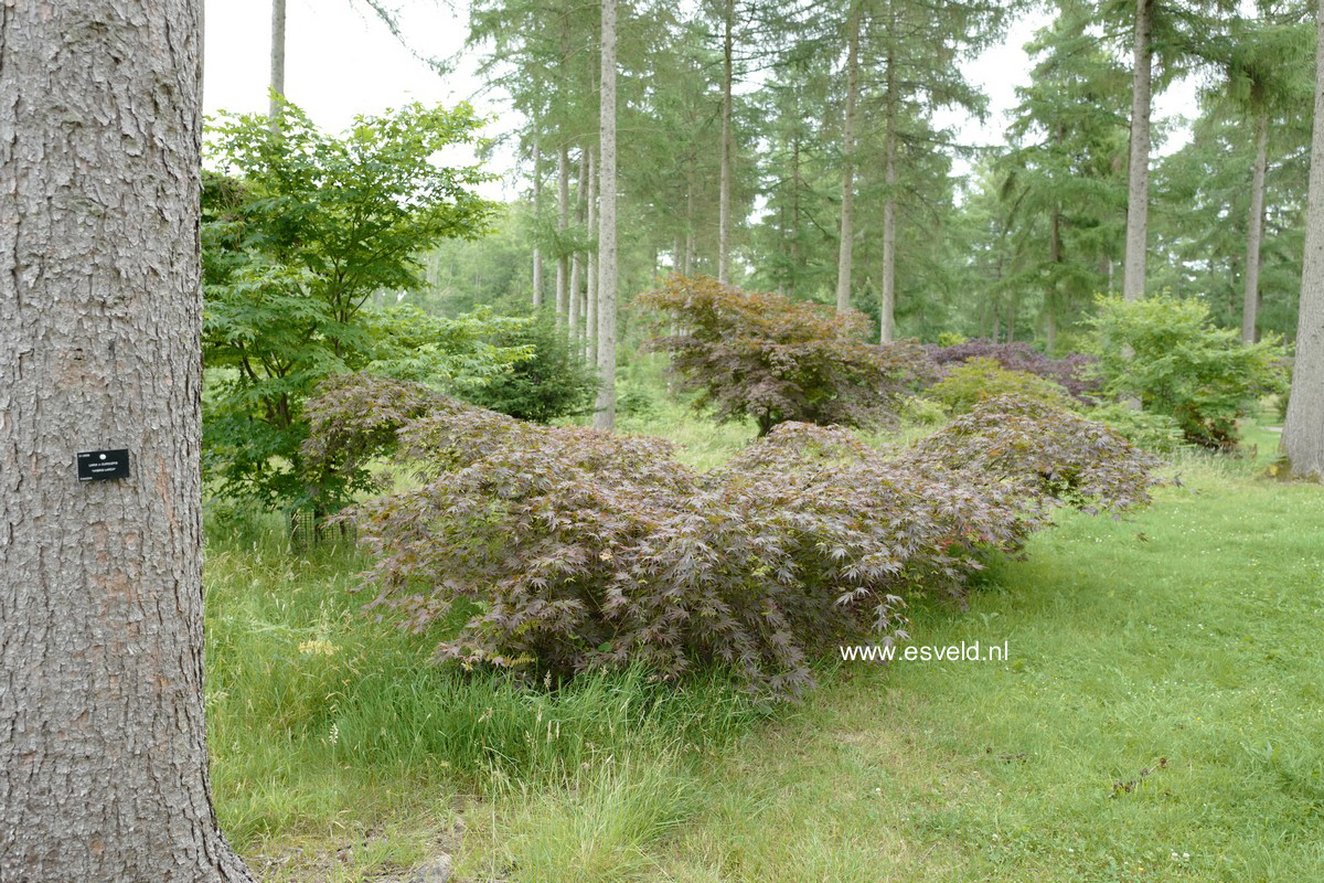 Acer palmatum 'Beni-gasa'