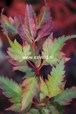 Acer palmatum 'Beni-hagaromo'