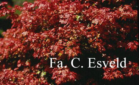 Acer palmatum 'Beni-hime'