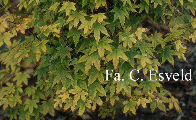 Acer palmatum 'Beni-kawa'