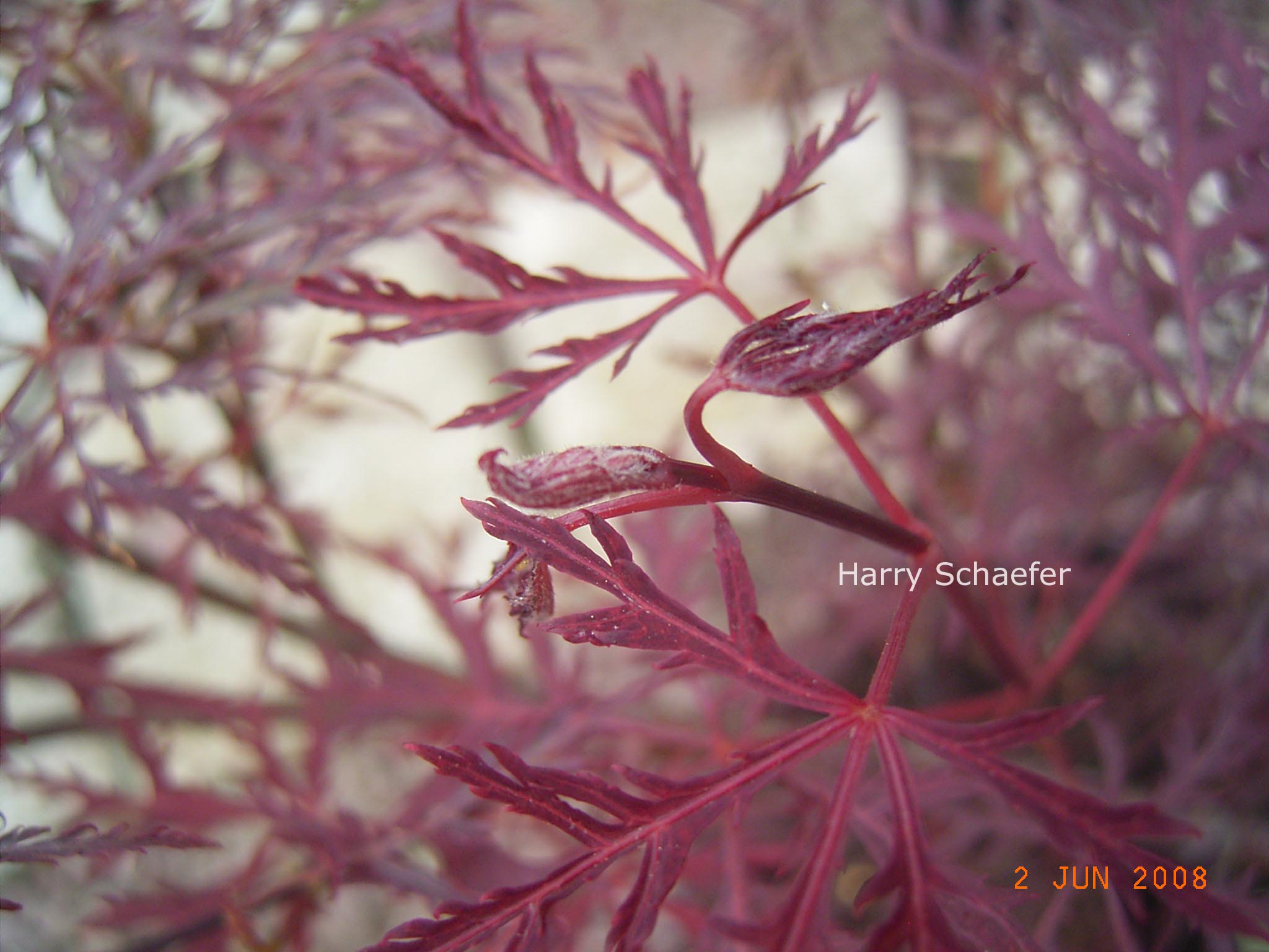 Acer palmatum 'Beni-kumo-no-su'