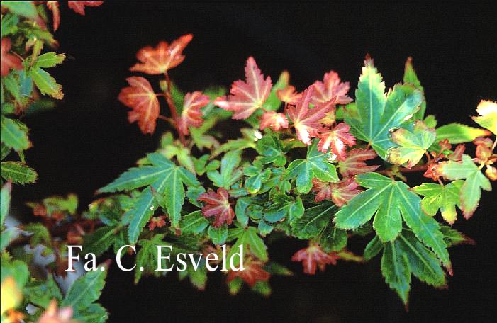 Acer palmatum 'Beni-otome'