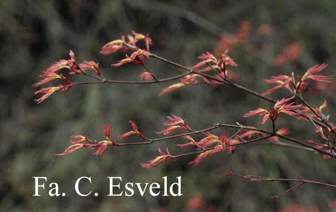 Acer palmatum 'Beni-tsukasa'