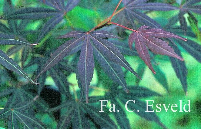 Acer palmatum 'Beni-ubi-gohon'