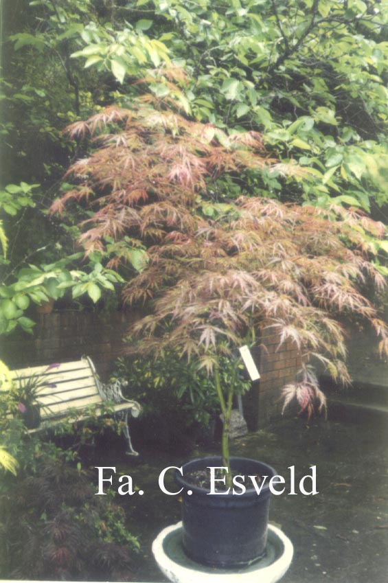 Acer palmatum 'Bewley's Red'
